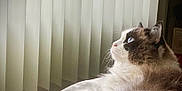 Kitket is registered to the contest to win money with this photo: animal, bed, blue_eyes, brown_fur, cat, close_up, cozy, domestic_cat, feline, fluffy, indoor, looking_out_window, pet, relaxed, resting, side_profile, soft_light, vertical_blinds, white_fur, window_light