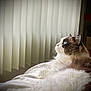 animal, bed, blue_eyes, brown_fur, cat, close_up, cozy, domestic_cat, feline, fluffy, indoor, looking_out_window, pet, relaxed, resting, side_profile, soft_light, vertical_blinds, white_fur, window_light