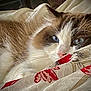 Kitket is registered to the contest to win money with this photo: animal, blanket, blue_eyes, brown, cat, closeup, cozy, cute, face, fluffy, fur, indoor, pattern, pet, portrait, red, resting, soft, whiskers, white