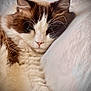 Kitket is registered to the contest to win money with this photo: animal, bed, brown, cat, closeup, cozy, cute, fluffy, fur, indoor, mammal, pet, pillow, pink_nose, relaxation, resting, sleeping, soft, whiskers, white