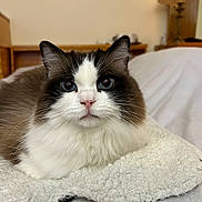 Kitket is registered to the contest to win money with this photo: animal, blanket, blue_eyes, cat, close_up, cozy, cute, domestic, fluffy, fur, furniture, home, indoor, mammal, pet, portrait, relaxed, resting, tabby, whiskers