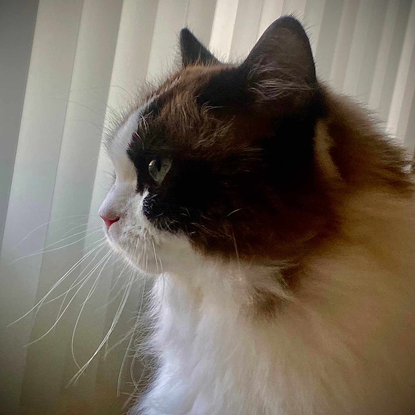 Kitket is registered to the contest to win money with this photo: animal, calm, cat, close_up, contemplative, cute, domestic_cat, fluffy, fur, indoor, looking_out, mammal, pet, profile, quiet, side_view, soft_light, vertical_blinds, whiskers, window