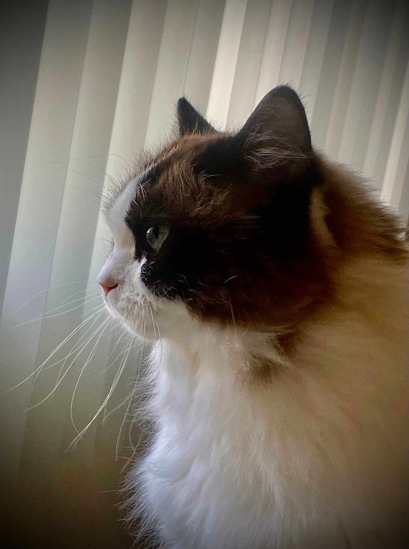 Kitket is registered to the contest to win money with this photo: animal, calm, cat, close_up, contemplative, cute, domestic_cat, fluffy, fur, indoor, looking_out, mammal, pet, profile, quiet, side_view, soft_light, vertical_blinds, whiskers, window