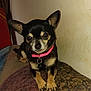 animal, black_and_tan, blanket, chihuahua, collar, companion, cozy, cute, dog, ears, fur, home, indoor, looking_at_camera, paw, pet, pink_collar, resting, small_dog, wall