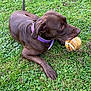 dog, chocolate_brown, purple_collar, tennis_ball, grass, outdoor, pet, animal, playful, laying_down, canine, fur, ears, snout, paws, nature, greenery, toy, closeup, alert