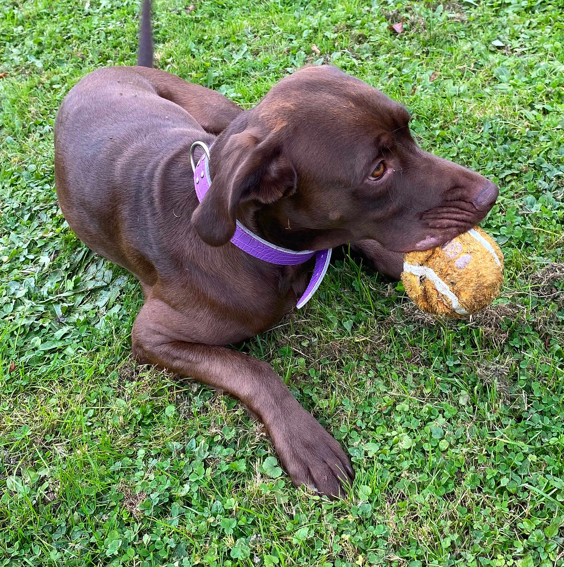 Kira a rejoint le concours — aidez-le/la à gagner de superbes lots ! dog, chocolate_brown, purple_collar, tennis_ball, grass, outdoor, pet, animal, playful, laying_down, canine, fur, ears, snout, paws, nature, greenery, toy, closeup, alert