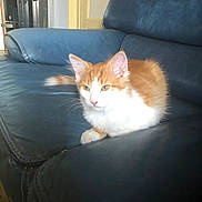 Ayes a rejoint le concours — aidez-le/la à gagner de superbes lots ! animal, appliance, cat, couch, domestic, door, ears, floor, fur, furniture, indoor, kitten, leather_couch, orange_cat, pet, relaxing, tail, whiskers, white_cat, young_cat