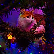 Ayes participe au concours pour gagner de l'argent avec cette photo : cat, orange_cat, white_cat, christmas_tree, holiday_lights, colorful_lights, pine_branches, cozy, festive, pet, animal, fur, cute, indoor, curious, decorations, soft_light, night, closeup, portrait