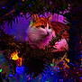 cat, orange_cat, white_cat, christmas_tree, holiday_lights, colorful_lights, pine_branches, cozy, festive, pet, animal, fur, cute, indoor, curious, decorations, soft_light, night, closeup, portrait