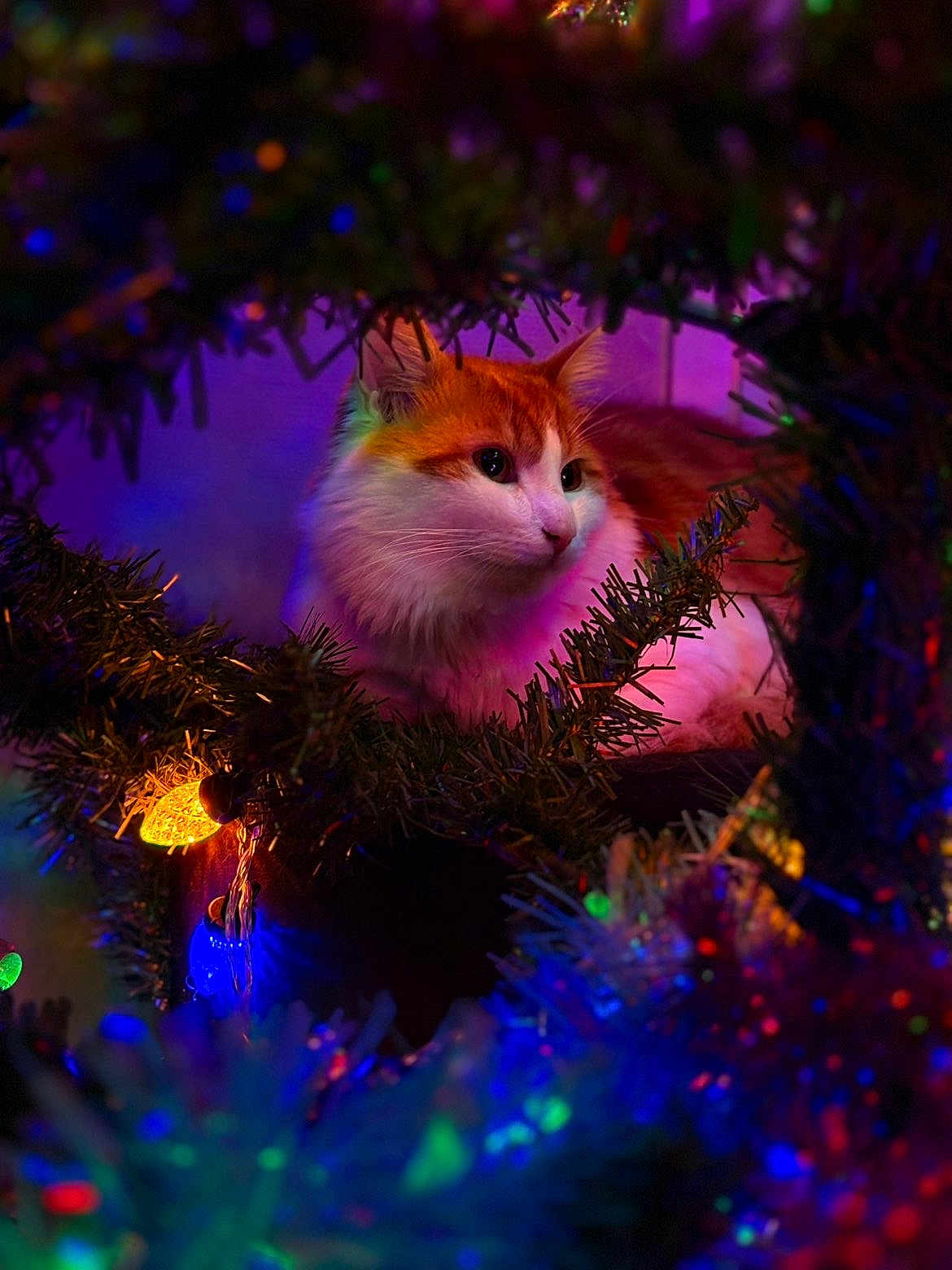 Ayes participe au concours pour gagner de l'argent avec cette photo : cat, orange_cat, white_cat, christmas_tree, holiday_lights, colorful_lights, pine_branches, cozy, festive, pet, animal, fur, cute, indoor, curious, decorations, soft_light, night, closeup, portrait