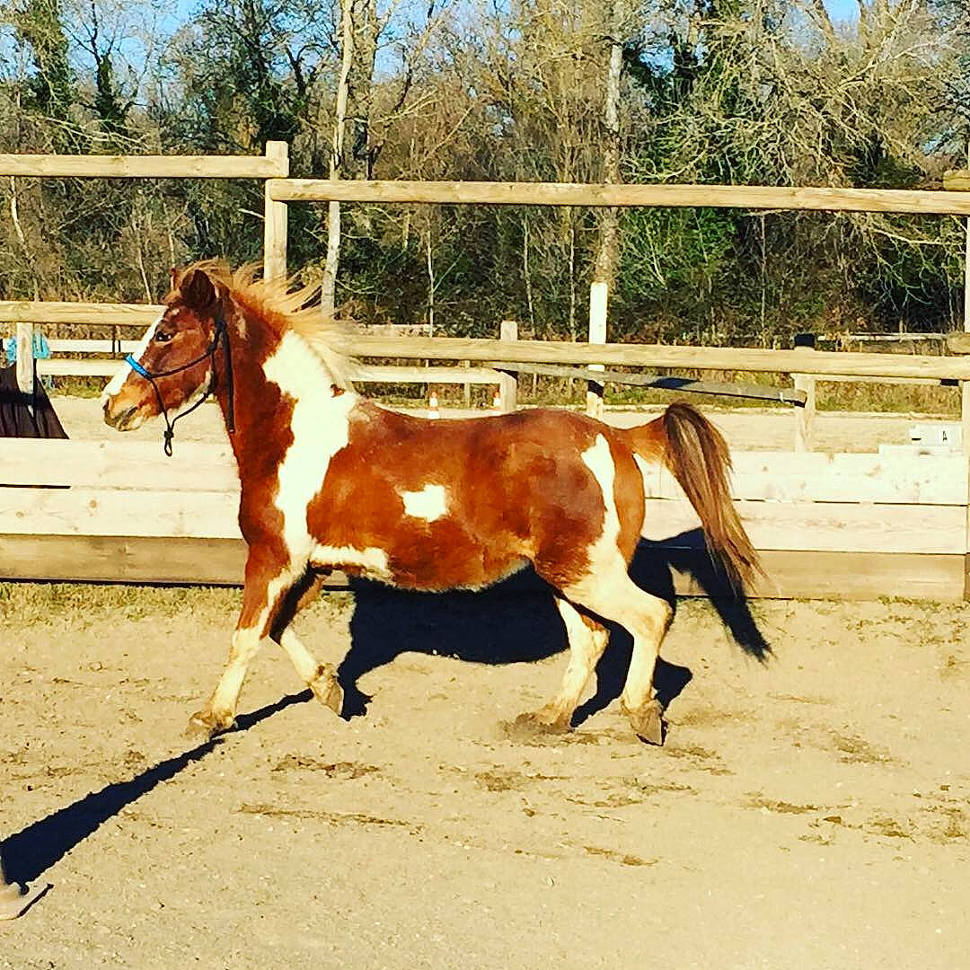 Querida participe au concours pour gagner de l'argent avec cette photo : colt, horse, horse_supplies, landscape, liver, livestock, mammal, mane, mare, mustang_horse, pack_animal, rein, sorrel, stallion, vertebrate