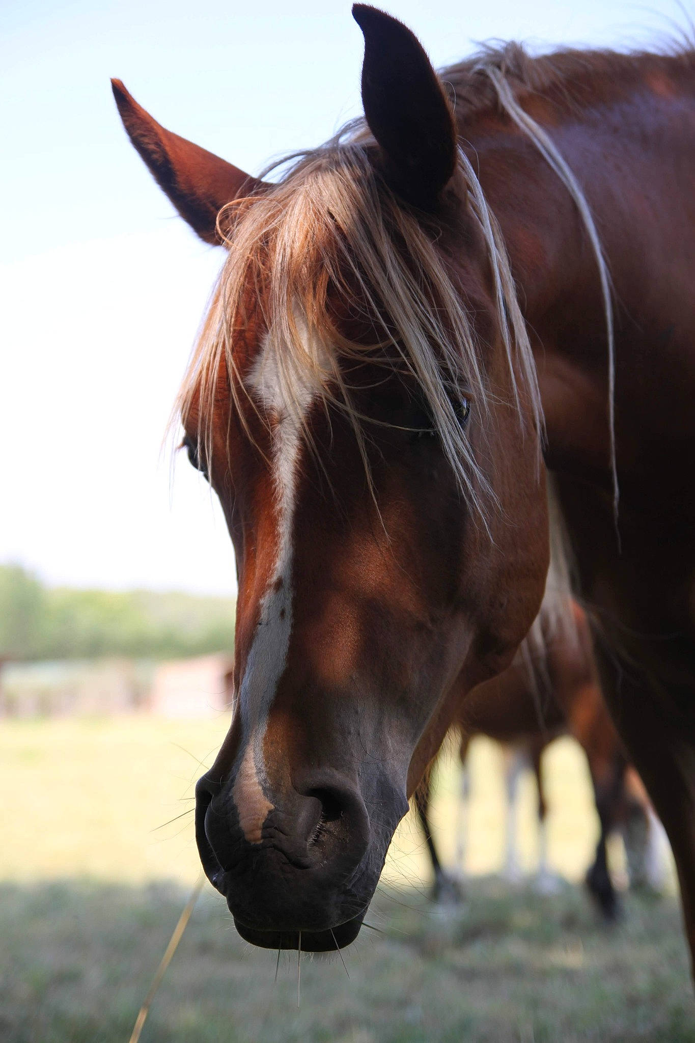 Houria a rejoint le concours — aidez-le/la à gagner de superbes lots ! bridle, grazing, hair, horse, horse_tack, liver, livestock, mammal, mane, mare, mustang_horse, nose, pack_animal, pasture, snout, sorrel, stallion, stock_photography, vertebrate, wildlife