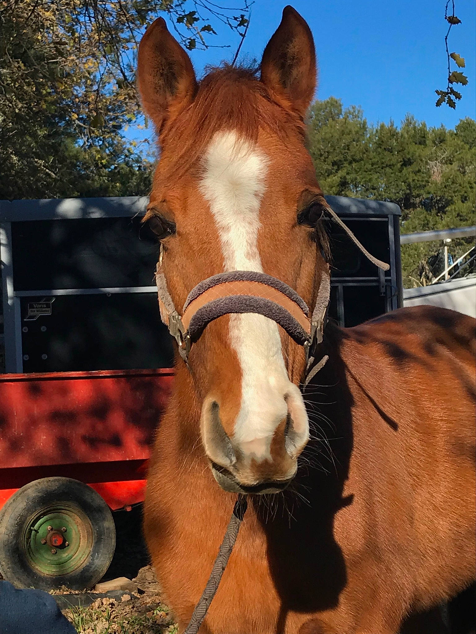 Nativa participe au concours pour gagner de l'argent avec cette photo : bit, bridle, halter, horse, horse_harness, horse_supplies, horse_tack, liver, livestock, mammal, mane, mare, mustang_horse, pack_animal, rein, snout, sorrel, stallion, vertebrate