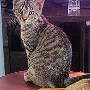 Shana participe au concours pour gagner de l'argent avec cette photo : cat, tabby_cat, indoor, table, wooden_table, curious, pet, feline, striped, sitting, whiskers, ears, eyes, tail, furniture, speaker, glass, candle_holder, cozy, animal