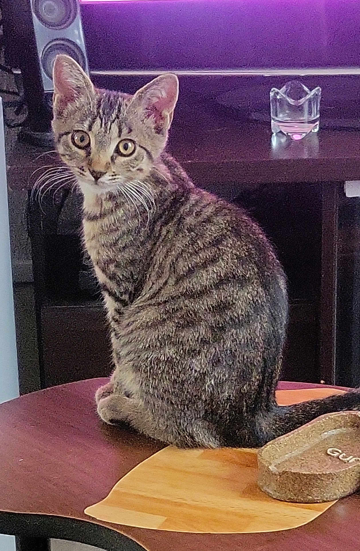 Shana participe au concours pour gagner de l'argent avec cette photo : cat, tabby_cat, indoor, table, wooden_table, curious, pet, feline, striped, sitting, whiskers, ears, eyes, tail, furniture, speaker, glass, candle_holder, cozy, animal