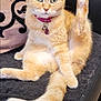 Shana participe au concours pour gagner de l'argent avec cette photo : cat, orange_tabby, pet, sitting, stretching, collar, bell, indoor, cushion, feline, paw, tail, fur, relaxed, cute, animal, whiskers, ears, green_eyes, home