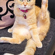 Cannelle a rejoint le concours — aidez-le/la à gagner de superbes lots ! cat, orange_tabby, pet, sitting, stretching, collar, bell, indoor, cushion, feline, paw, tail, fur, relaxed, cute, animal, whiskers, ears, green_eyes, home