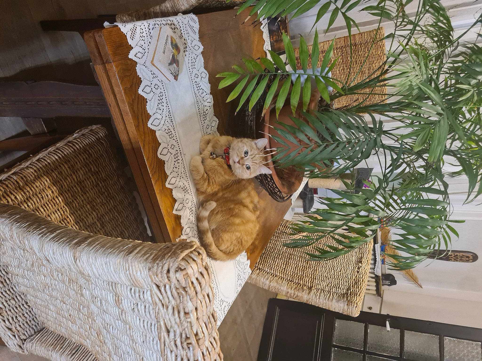 Cannelle a rejoint le concours — aidez-le/la à gagner de superbes lots ! arecales, art, branch, conifer, event, evergreen, ferns_and_horsetails, flowerpot, houseplant, natural_material, organism, ostrich_fern, plant, room, sculpture, tail, terrestrial_plant, tree, twig, wood