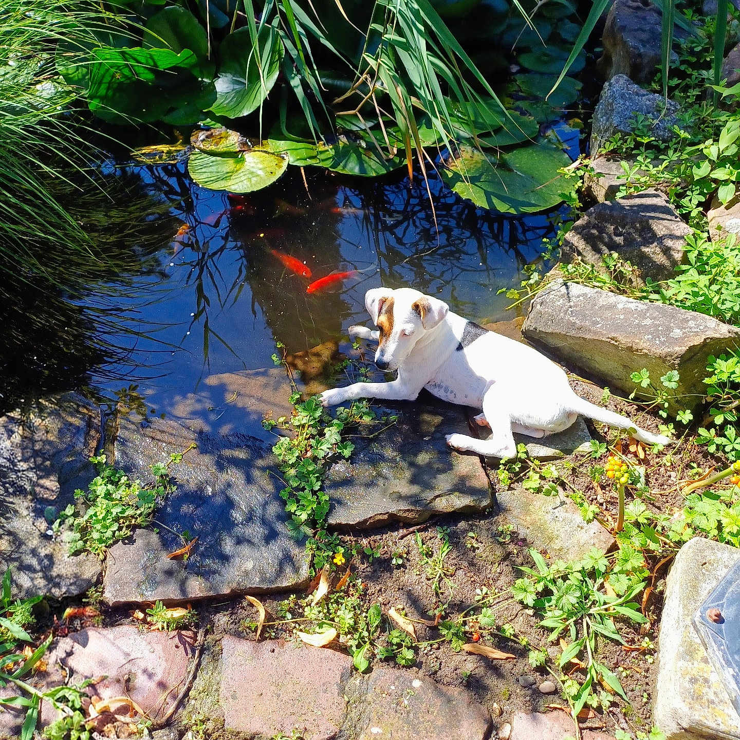 Bretzelle a rejoint le concours — aidez-le/la à gagner de superbes lots ! dog, pond, fish, lily_pad, greenery, stone, garden, sunlight, outdoor, nature, water, plant, leaf, animal, pet, relaxing, daylight, small_dog, brown_spots, peaceful