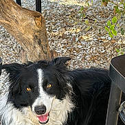 Tosca participe au concours pour gagner de l'argent avec cette photo : dog, border_collie, black_and_white, animal, pet, smiling, outdoor, rocks, tree_trunk, greenery, table, wood, fur, canine, happy, portrait, nature, close_up, eyes, tongue