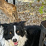 dog, border_collie, black_and_white, animal, pet, smiling, outdoor, rocks, tree_trunk, greenery, table, wood, fur, canine, happy, portrait, nature, close_up, eyes, tongue