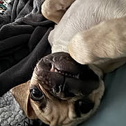 Bumblebee joined the competition — help win amazing prizes! animal, blanket, canine, closeup, companion, cozy, cute, dog, expression, face, fur, human_arm, indoor, lying_down, paw, pet, relaxed, resting, smiling, teeth