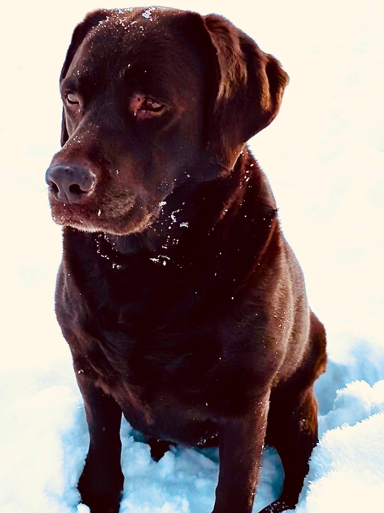 Moly a rejoint le concours — aidez-le/la à gagner de superbes lots ! beagador, borador, canidae, carnivore, companion_dog, dog, dog_breed, gun_dog, hunting_dog, labrador_retriever, mammal, nose, patterdale_terrier, pointing_breed, puppy, retriever, snout, snow, sporting_group, vertebrate