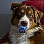 dog, pacifier, blue_eyes, red_couch, fur, pet, indoor, mammal, canine, relaxing, brown_fur, white_fur, close_up, cute, domestic_animal, animal_portrait, house, living_room, funny, tongue