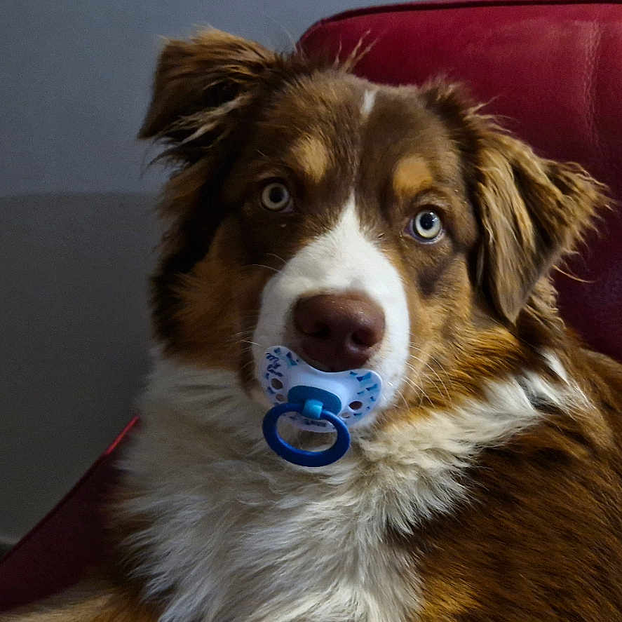 Péric a rejoint le concours — aidez-le/la à gagner de superbes lots ! animal_portrait, blue_eyes, brown_fur, canine, close_up, cute, dog, domestic_animal, funny, fur, house, indoor, living_room, mammal, pacifier, pet, red_couch, relaxing, tongue, white_fur