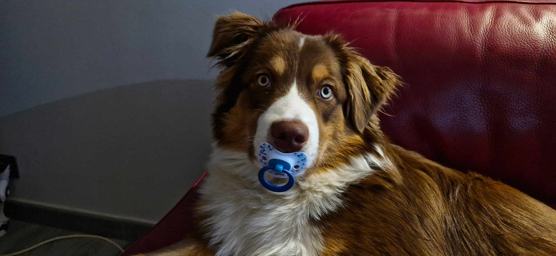 Péric a rejoint le concours — aidez-le/la à gagner de superbes lots ! dog, pacifier, blue_eyes, red_couch, fur, pet, indoor, mammal, canine, relaxing, brown_fur, white_fur, close_up, cute, domestic_animal, animal_portrait, house, living_room, funny, tongue
