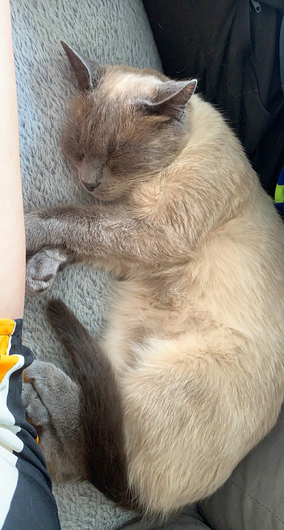 Aiden participe au concours pour gagner de l'argent avec cette photo : birman, carnivore, cat, claw, comfort, domestic_short_haired_cat, ear, fawn, felidae, fur, nap, paw, small_to_medium_sized_cats, snout, tail, terrestrial_animal, thai, tonkinese, whiskers