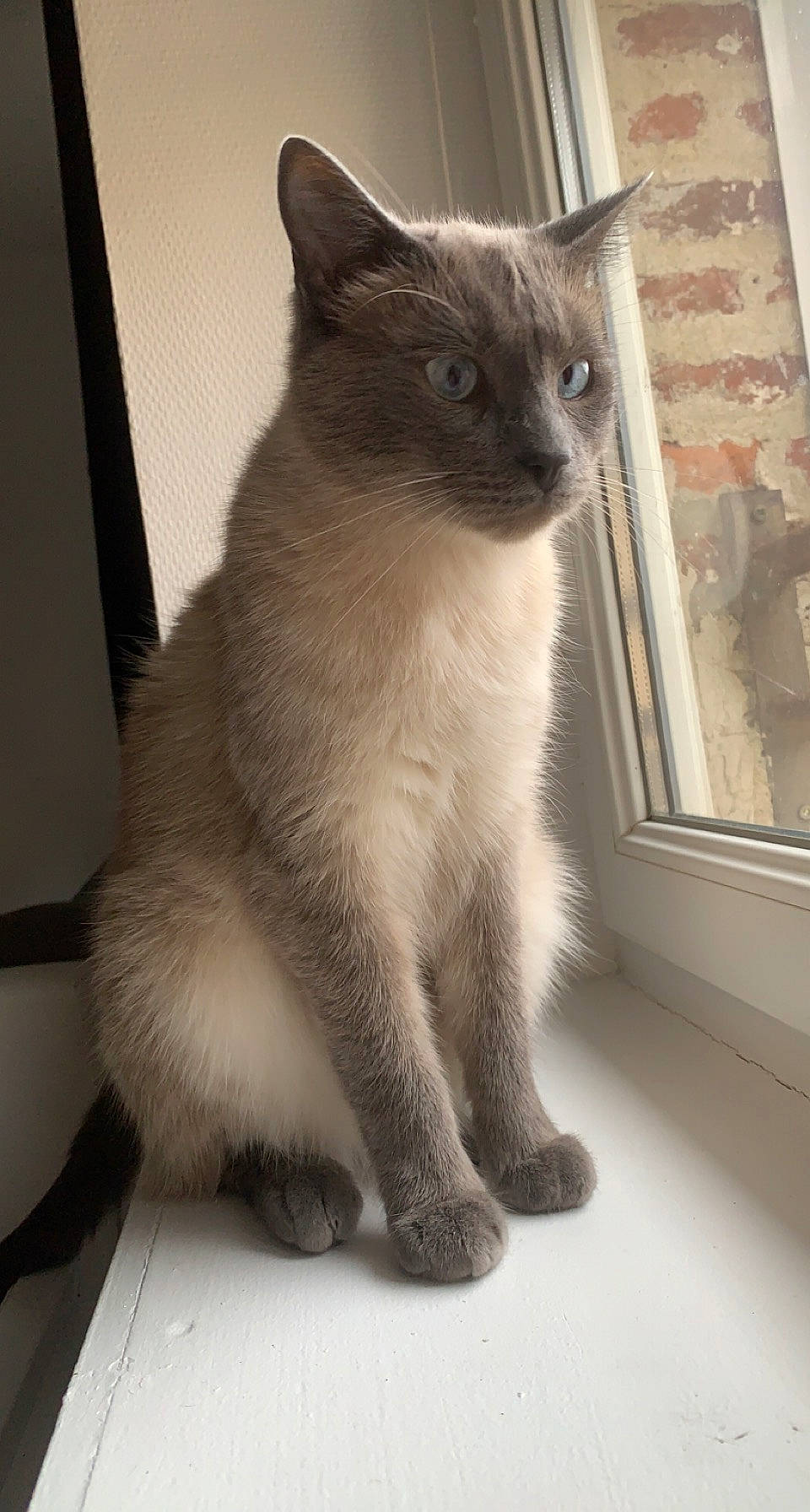 Aiden participe au concours pour gagner de l'argent avec cette photo : balinese, carnivore, cat, domestic_short_haired_cat, eye, fawn, felidae, flooring, fur, grey, iris, paw, siamese, small_to_medium_sized_cats, snout, tail, terrestrial_animal, thai, whiskers, window