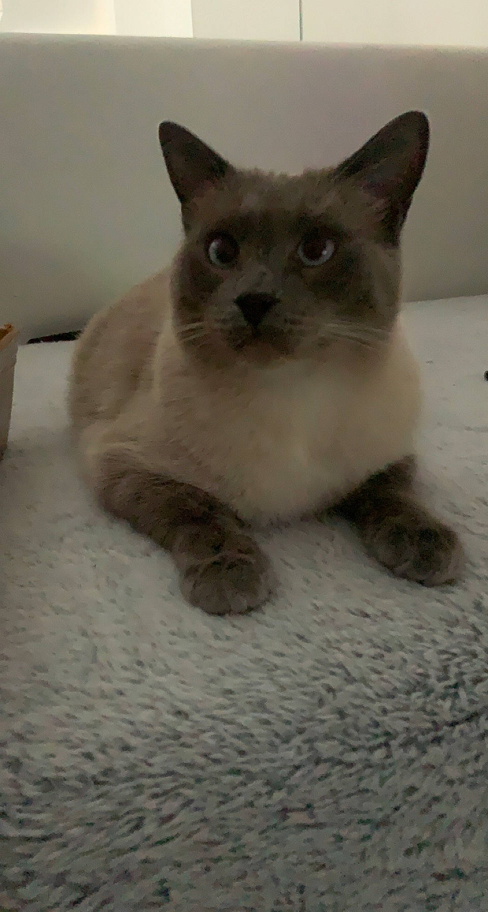 Aiden a rejoint le concours — aidez-le/la à gagner de superbes lots ! birman, carnivore, cat, domestic_short_haired_cat, eye, fawn, felidae, flooring, fur, head, siamese, small_to_medium_sized_cats, snout, tail, terrestrial_animal, whiskers