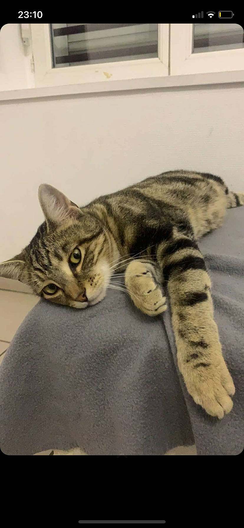 Naoki a rejoint le concours — aidez-le/la à gagner de superbes lots ! art, carnivore, cat, claw, domestic_short_haired_cat, felidae, foot, fur, mammal, paw, sitting, small_to_medium_sized_cats, snout, tail, terrestrial_animal, vertebrate, whiskers, wildlife