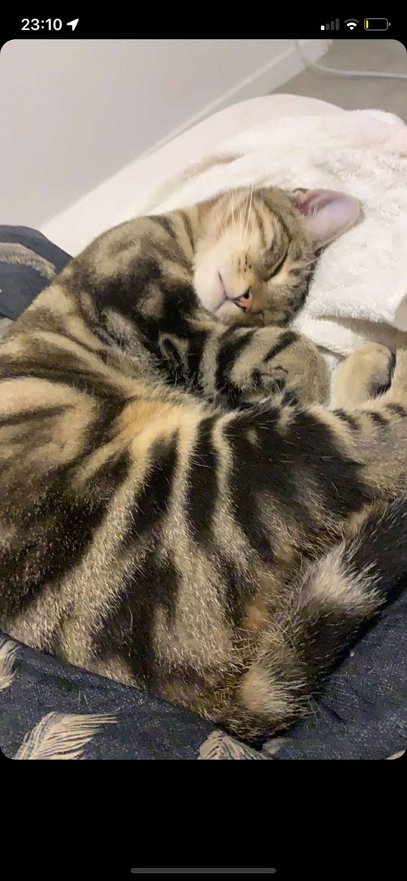 Naoki participe au concours pour gagner de l'argent avec cette photo : carnivore, cat, comfort, domestic_short_haired_cat, fawn, felidae, fur, grey, nap, paw, sleep, small_to_medium_sized_cats, snout, tail, terrestrial_animal, tree, whiskers