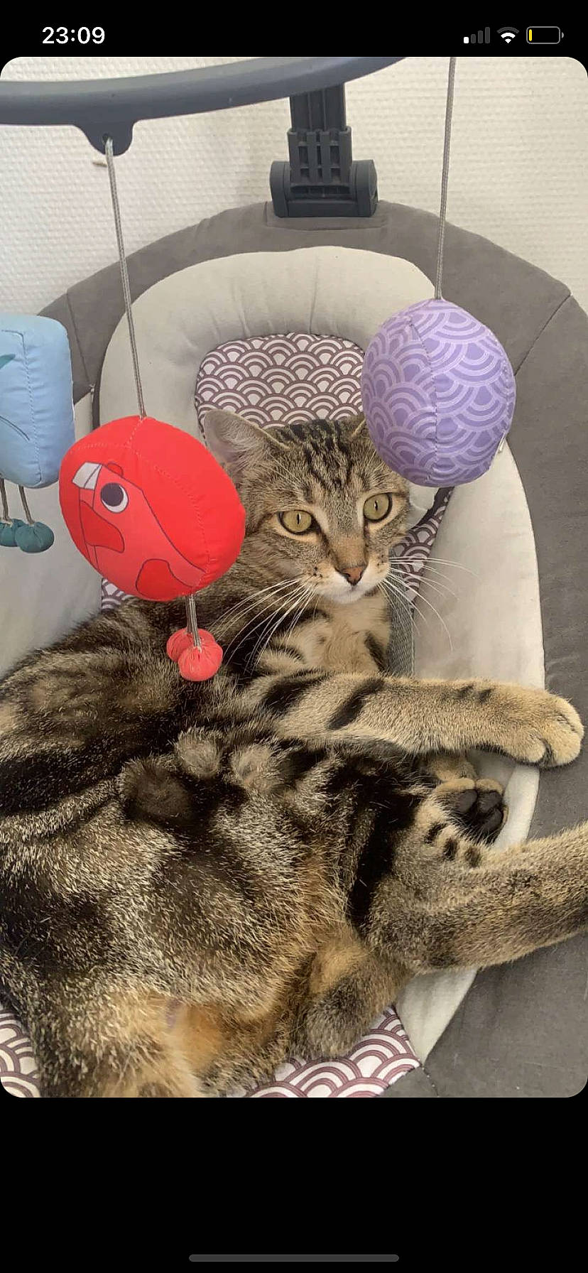 Naoki a rejoint le concours — aidez-le/la à gagner de superbes lots ! carnivore, cat, cat_bed, claw, comfort, domestic_short_haired_cat, fawn, felidae, fur, hat, nap, pattern, paw, photo_caption, small_to_medium_sized_cats, snout, tail, terrestrial_animal, toy, whiskers