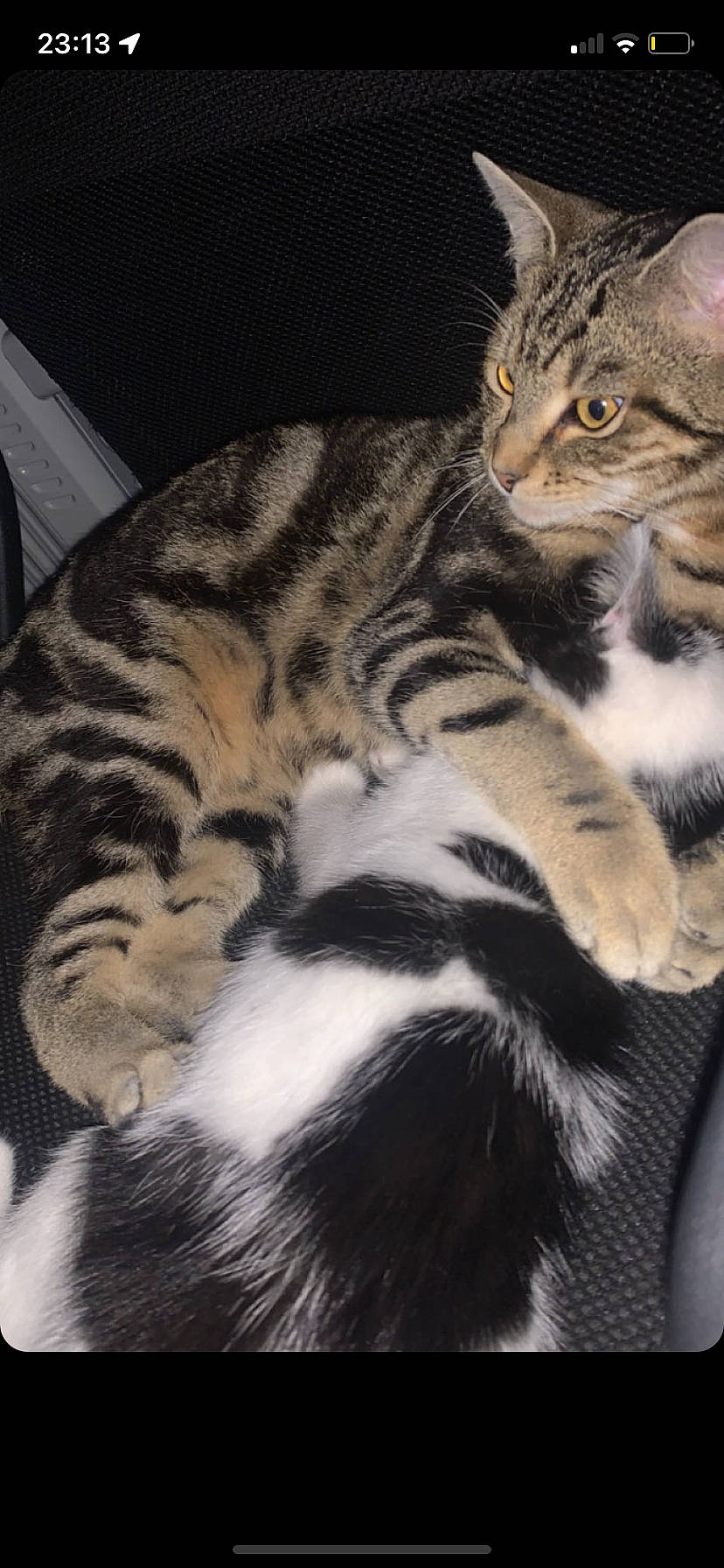 Naoki a rejoint le concours — aidez-le/la à gagner de superbes lots ! carnivore, cat, claw, comfort, domestic_short_haired_cat, eye, fawn, felidae, fur, mammal, paw, small_to_medium_sized_cats, snout, tail, terrestrial_animal, vertebrate, whiskers, wildlife