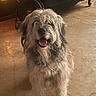 dog, fluffy, shaggy, happy, smiling, indoor, floor, concrete, fan, cabinet, wooden, furniture, pet, animal, sitting, fur, mouth_open, ears, domestic, cute