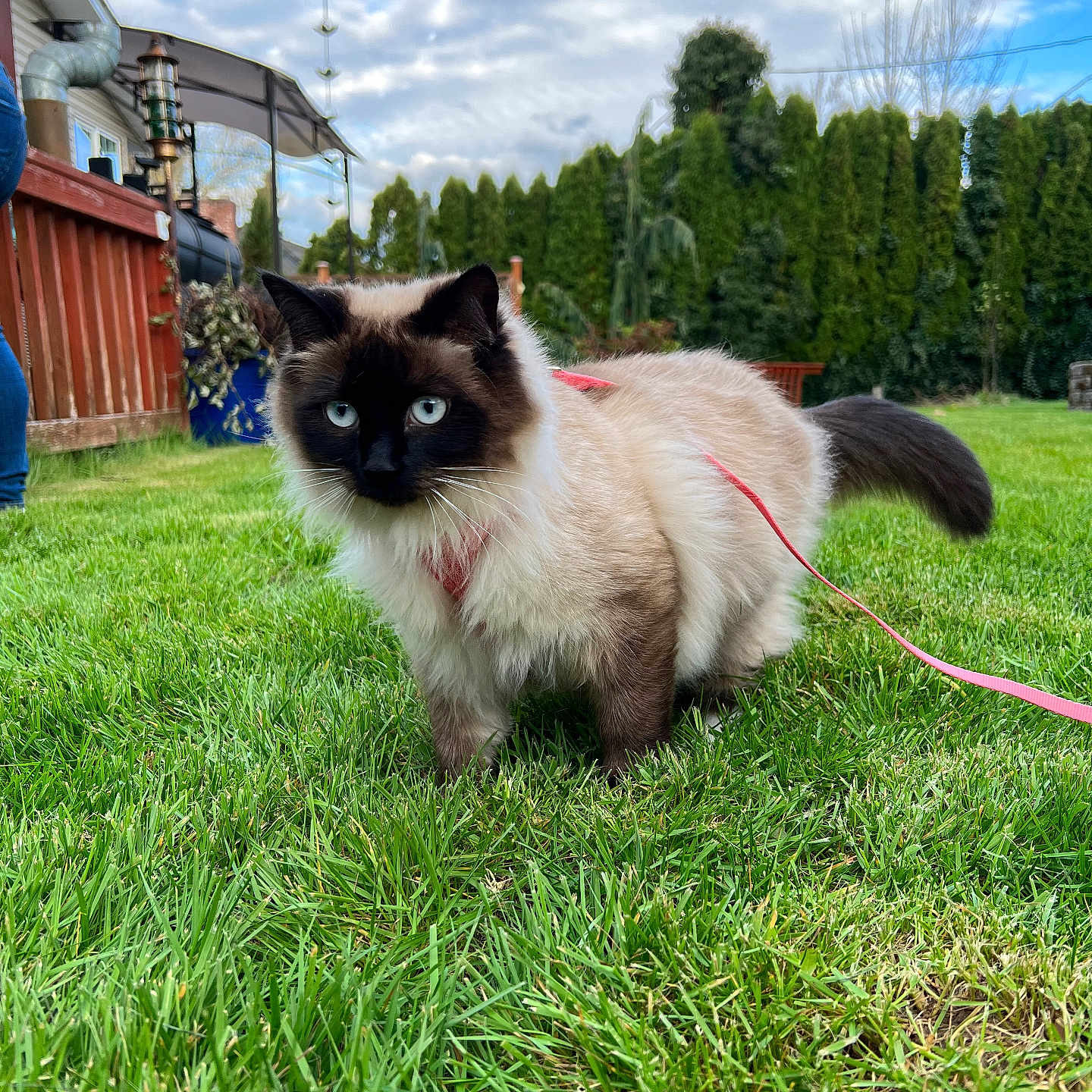 Willow joined the competition — help win amazing prizes! accessories, animal, architecture, backyard, building, cat, field, grass, grassland, lawn, manx, nature, outdoors, person, pet, plant, shelter, siamese, strap, yard