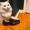 Snow is registered to the contest to win money with this photo: animal, cat, corner, curious, cute, domestic, door, feline, flooring, fluffy, fur, household, indoor, leather_shoe, paws, pet, shoe, sitting, white_cat, wooden_floor