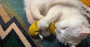 Snow is registered to the contest to win money with this photo: animal, cat, claws, cozy, cute, domestic_cat, floor, fur, indoor, patterned_rug, paw, pet, playing, relaxed, rug, sleepy, toy, whiskers, white_cat, yellow_toy