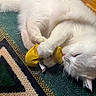 animal, cat, claws, cozy, cute, domestic_cat, floor, fur, indoor, patterned_rug, paw, pet, playing, relaxed, rug, sleepy, toy, whiskers, white_cat, yellow_toy