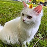 Snow is registered to the contest to win money with this photo: animal, backyard, calm, cat, cute, ears, flower, fur, grass, greenery, leaf, nature, outdoor, pet, plant, relaxation, small_flower, sunlight, whiskers, white_cat