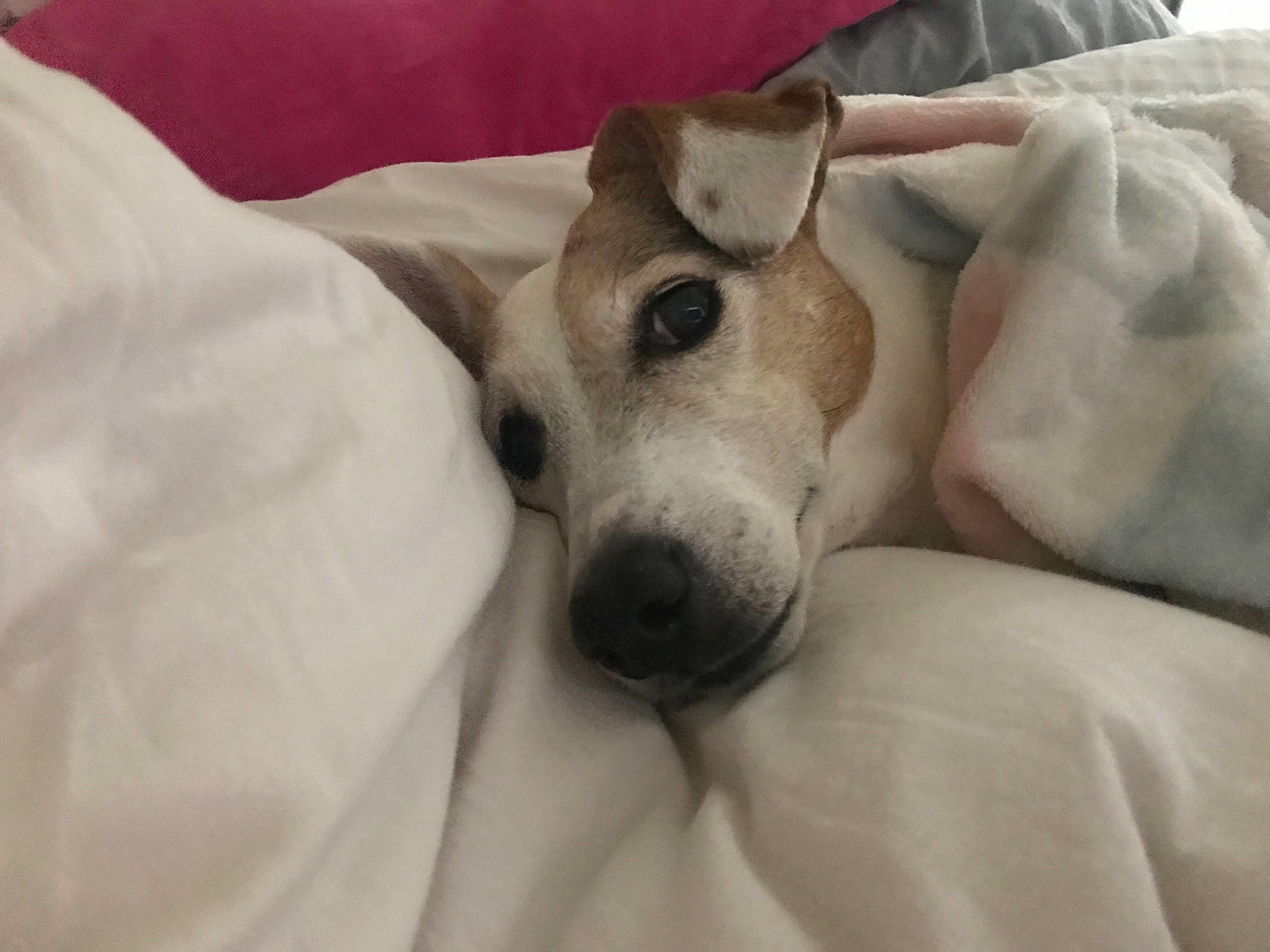 Babette participe au concours pour gagner de l'argent avec cette photo : bed, canidae, carnivore, collar, comfort, companion_dog, couch, dog, dog_breed, ear, fawn, fur, guard_dog, linens, puppy_love, snout, sporting_group, toy_dog, whiskers, working_animal