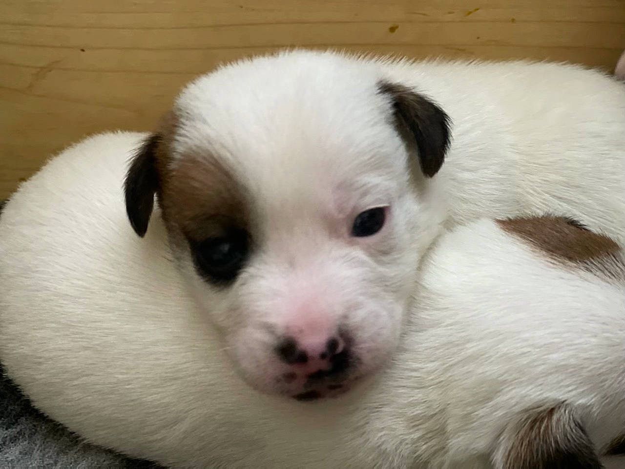 Samy participe au concours pour gagner de l'argent avec cette photo : canidae, carnivore, comfort, companion_dog, dog, dog_breed, ear, fawn, fur, non_sporting_group, puppy, snout, sporting_group, terrestrial_animal, toy_dog, whiskers, working_animal