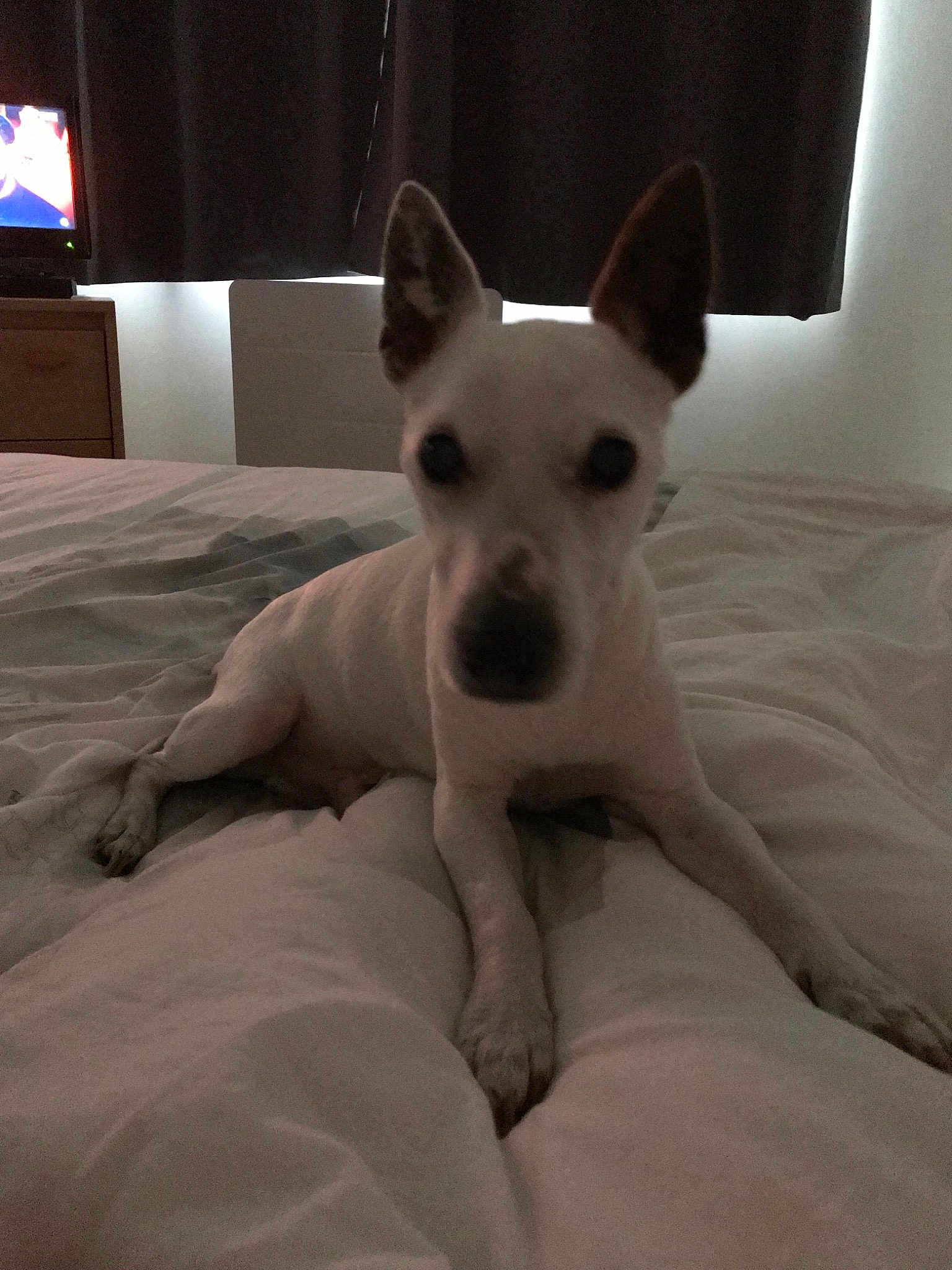 Albert