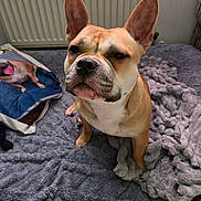 Xena participe au concours pour gagner de l'argent avec cette photo : animal, bed, bedroom, blanket, bostonbull, boxer, bulldog, canine, clothing, dog, footwear, frenchbulldog, furniture, hound, indoors, pet, pitbull, puppy, quilt, shoe