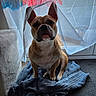 Xena a rejoint le concours — aidez-le/la à gagner de superbes lots ! animal, blanket, boxer, bulldog, canine, chair, couch, curtain, dog, frenchbulldog, furniture, hound, indoors, interiordesign, laundry, pet, pitbull, puppy, quilt, towel