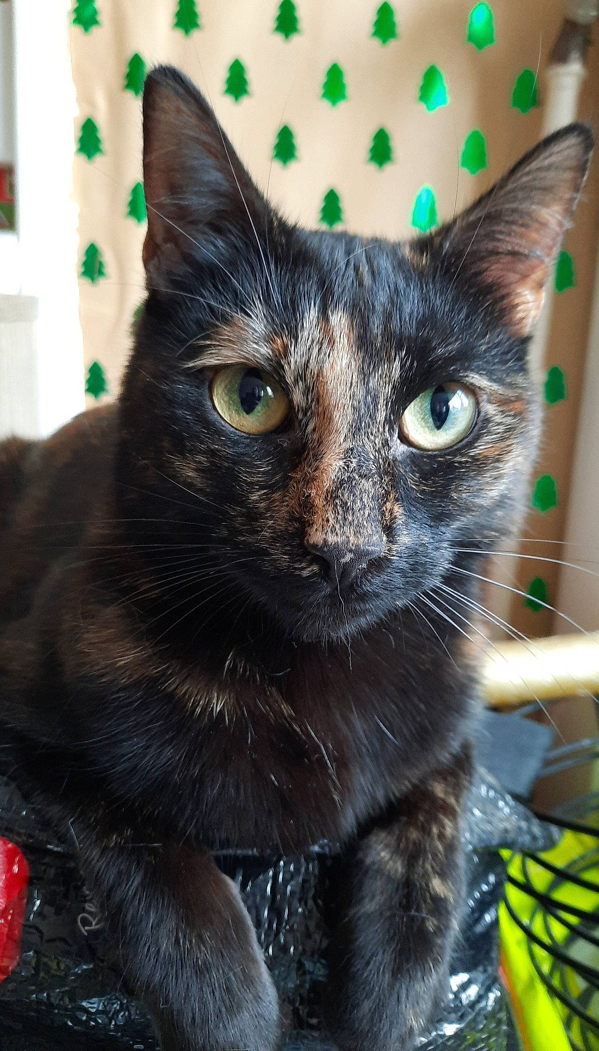 Plume participe au concours pour gagner de l'argent avec cette photo : black_cat, bombay, carnivore, cat, claw, collar, domestic_short_haired_cat, electric_blue, eye, felidae, fur, head, iris, small_to_medium_sized_cats, snout, whiskers