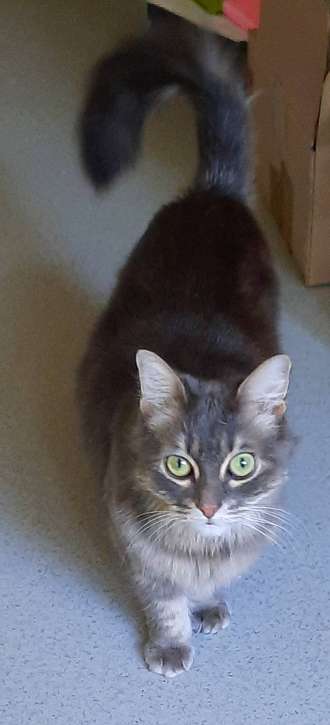 Fifille a rejoint le concours — aidez-le/la à gagner de superbes lots ! art, carnivore, cat, curious, domestic_short_haired_cat, door, felidae, fur, small_to_medium_sized_cats, snout, tail, terrestrial_animal, whiskers, window